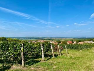 Vineyards in Pálava