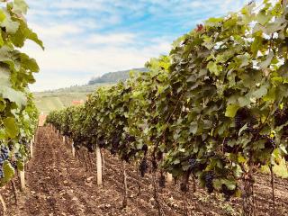 Vineyards around Mikulov